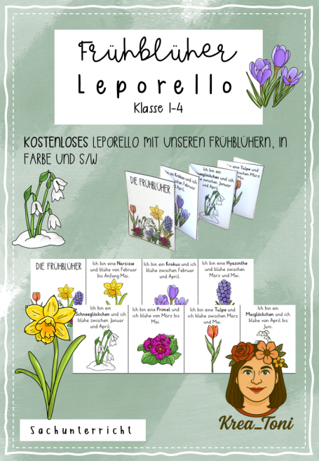 Frühblüher-Lehrmaterial für die Klassen 1-4 mit Illustrationen von Blumen und Aktivitäten.